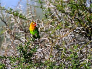 Fischer's Lovebird closeup portrait on tree branch