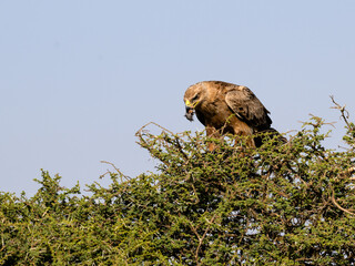 Tawny Eagle with prey on top of the acacia tree against blue sky