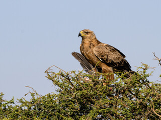 Tawny Eagle with prey on top of the acacia tree against blue sky