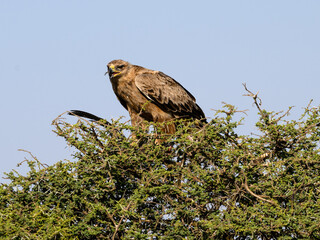 Tawny Eagle with prey on top of the acacia tree against blue sky