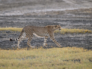 Cheetah walking on dry grass in Savannah of Tanzania