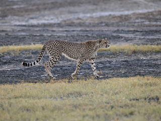 Cheetah walking on dry grass in Savannah of Tanzania
