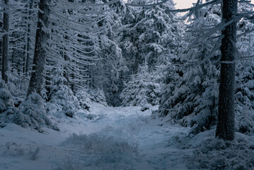 Deep winter forest covered with snow