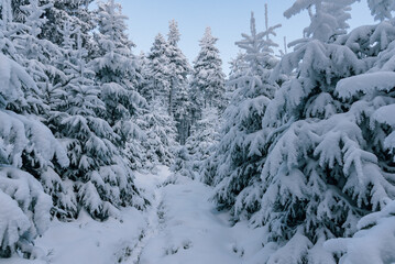 Deep winter forest covered with snow