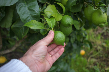 touching with my hand a green lemon