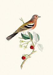 Colorful watercolor bird illustration, botanical art. Vintage-style songbird illustration isolated on a beige background.