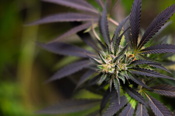 Flowering ganja plant adorned with resinous buds and lush jagged leaves. Captivating Marijuana Bloom Amidst Verdant Splendor, a Testament to Botanical Beauty