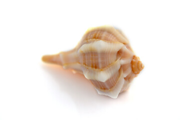 beautiful sea shell on white background 2