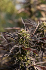 Flowering ganja plant adorned with resinous buds and lush jagged leaves. Captivating Marijuana Bloom Amidst Verdant Splendor, a Testament to Botanical Beauty