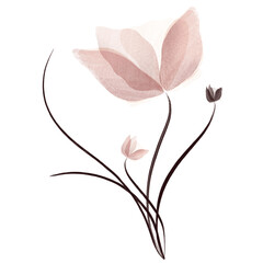 Illustration of pink flower in watercolor, drawing of a rose on transparent background