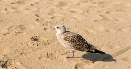 European herring gull (Larus argentatus). A young waterfowl on the sand by the sea. The chick.