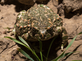 European green toad. Bufotes viridis. An amphibian sits on the ground.