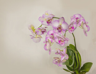 White-purple phalaenopsis orchid flower