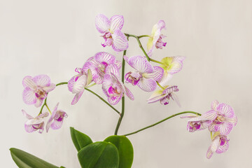 Naklejka na ściany i meble White-purple phalaenopsis orchid flower