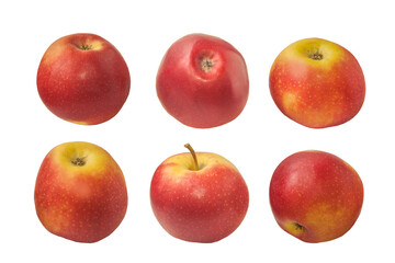 Winter apple variety Champion on a white background
