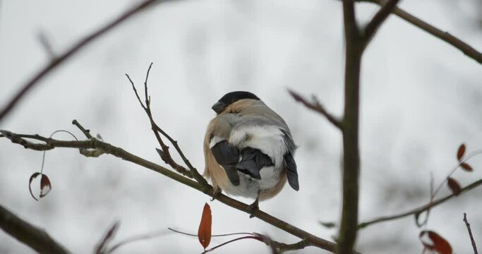 Bullfinch female cleans feathers on a branch poops and flies away