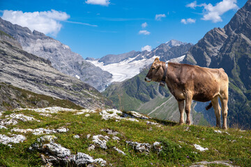 Cow in the Alps of Canton Uri, Switzerland