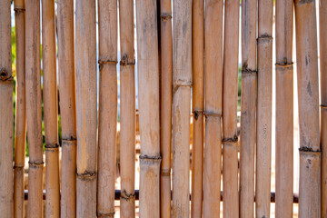 Background color bamboo wallpaper.