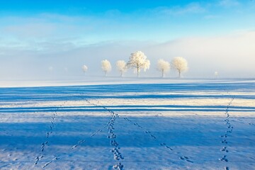 Animal tracks in the snow on the field with hoarfrost on the trees in a wintry landscape