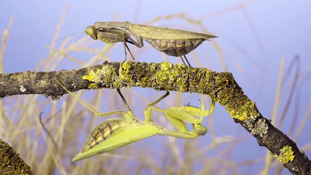 Large female praying mantis goes under tree branch on which another female sits and looks at her. Transcaucasian tree mantis (Hierodula transcaucasica)
