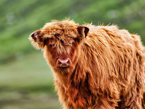 Scottish Highland Cattle (Bos primigenius f. taurus), Highland Cattle or Kyloe, young animal, Isle of Lewis and Harris, Outer Hebrides, Hebrides, Scotland, Great Britain