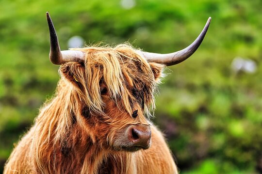 Scottish Highland Cattle (Bos primigenius f. taurus), Highland Cattle or Kyloe, head picture, Isle of Lewis and Harris, Outer Hebrides, Hebrides, Scotland, Great Britain