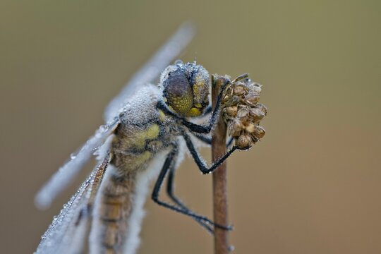 Four-spotted chaser (Libellula quadrimaculata), Emsland, Lower Saxony, Germany, Europe
