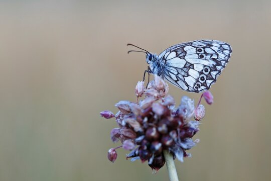 Marbled white (Melanargia galathea) in cold torpor on the flower of rocambole (Allium scorodoprasum), Middle Elbe Biosphere Reserve, Saxony-Anhalt, Germany, Europe