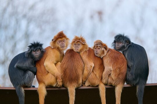Javan lutung (Trachypithecus auratus), adult, orange and black morph, six animals sitting together, affection, alert, endangered species, captive