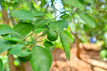 lemon fruit on a tree with a blur and green background
