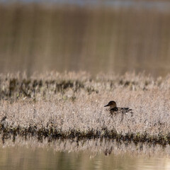 Un canard isolé caché dans les herbes d'un ilot dans un marais