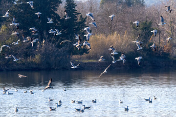 Vol de mouettes et de goélands au-dessus d'une rivière