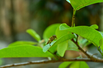 Fototapeta premium Brown fruit fly with beautiful wing pattern perched on green leaf with blurred background 