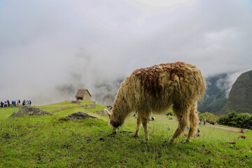 Lama in Machu Picchu
