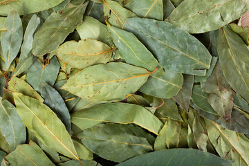 Dry bay leaf leaves lie in heap on wooden table..