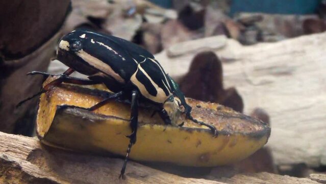 A male Uganda flower chafer beetle, Mecynorhina ugandensis eating a fruit
