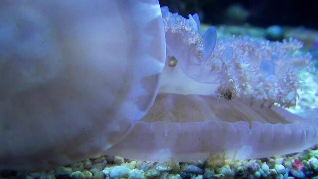 Upside-down jellyfish (Cassiopea andromeda) filtering on the bottom upside-down, close-up