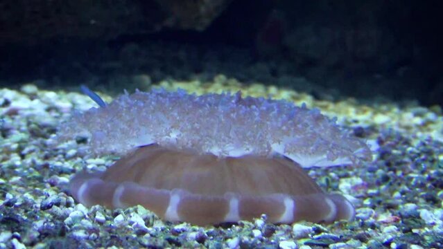 Upside-down jellyfish (Cassiopea andromeda) filtering on the bottom upside-down