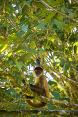 Obraz premium Spider-monkey in the forest of Tortuguero National Park (Costa Rica)