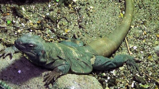 Common chuckwalla (Sauromalus ater) warming under a taerrarium lamp