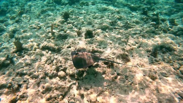 A Stingray Swimming on the sandy bottom of the ocean in the Cayman Islands