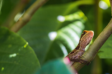 Brown basilisk (Basiliscus vittatus) in Tortuguero National Park (Costa Rica)