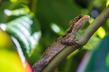 Brown basilisk (Basiliscus vittatus) in Tortuguero National Park (Costa Rica)