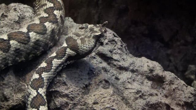 Horned viper (Vipera ammodytes) on a rock