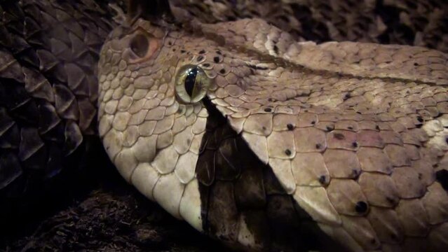 Gaboon viper (Bitis gabonica) head close-up, highly venomous snake