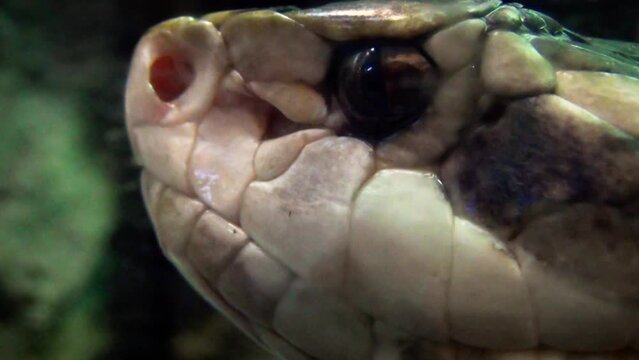 Northern cottonmouth (Agkistrodon piscivorus) head close-up, highly venomous snake