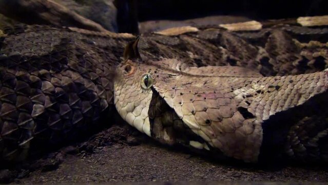 Gaboon viper (Bitis gabonica), highly venomous snake