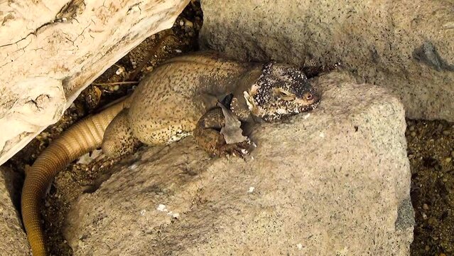 Common chuckwalla (Sauromalus ater) between rocks