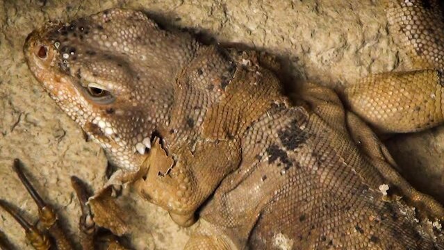 Common chuckwalla (Sauromalus ater) on a rock, head close-up