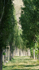 Trees in a regular line in the forest